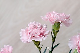 丁香,鮮花,粉紅色