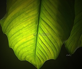 葉,綠色的葉子,性質(zhì)