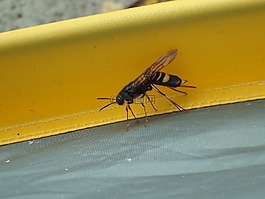 黃蜂,昆蟲,蜜蜂
