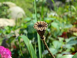 馬克,框,種皮