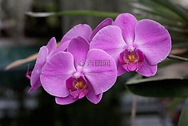 花,蘭花,粉紅色