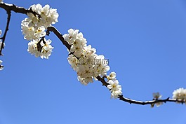 梨花,藍天,一枝獨秀