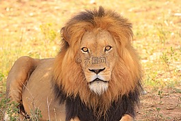 獅子,性質(zhì),野生動物