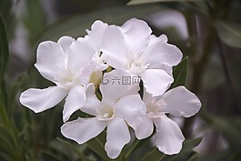 花,白,花園