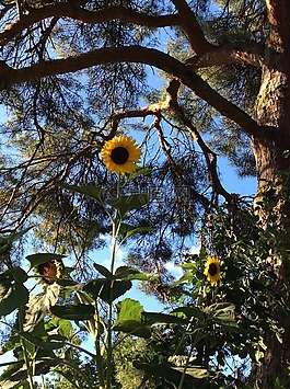 太陽花,花,廠