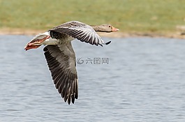 灰鹅,graugans,甘斯劳