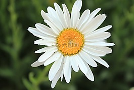 黛西,榛果甘菊,aqil