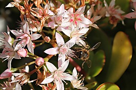蜜蜂,花,雌蕊