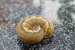 卡特彼勒,發展階段,蝴蝶毛毛蟲