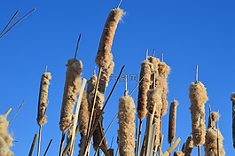 香蒲,藍色的天空,蘆葦