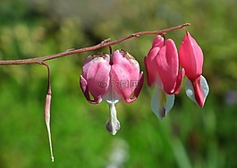 性質(zhì),花,紅心大戰(zhàn)