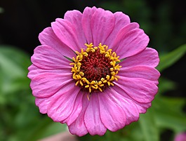 百日草,粉紅色,花