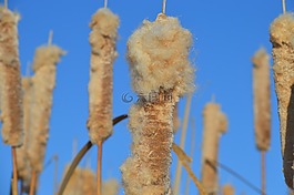 香蒲,藍色的天空,蘆葦