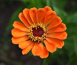 百日草,橙色,花