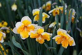 水仙,鮮花,黃色