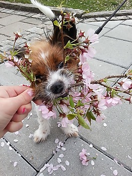 狗,春天,花卉