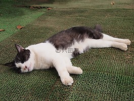貓咪,動物,貓