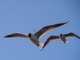 海鷗,鳥,天空