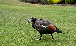 鴨,鳥,草