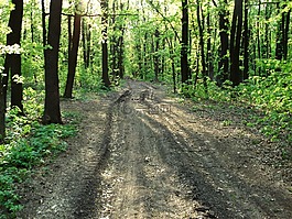 林道,木路,樹