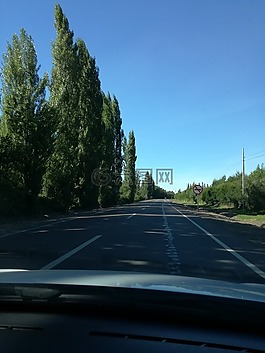景觀,路,樹