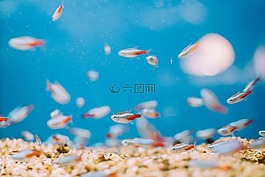 魚,水族館,水