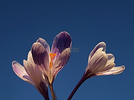 丁香,花,番紅花