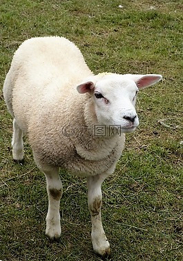 動物,羊,羊肉