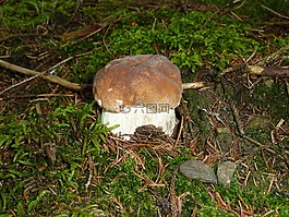 臨時選舉委員會,herrenpilz,蘑菇