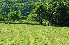 植物區(qū)系,草甸,農(nóng)業(yè)