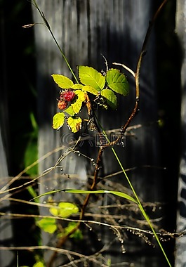 夏季,圍欄,路