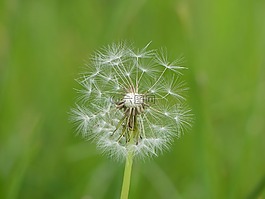 蒲公英,種子,草地