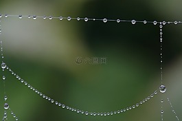 蜘蛛網(wǎng),露水,性質(zhì)