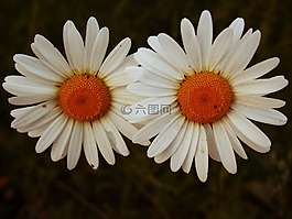 花,magerite,开花