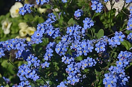 unutmabeni,花卉,蓝色