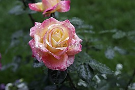 花,玫瑰,黃色