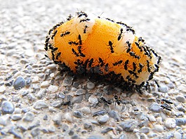 螞蟻,宏,昆蟲