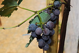 水果,藤,uva