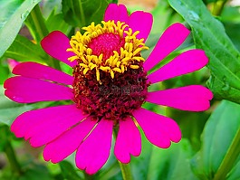 紅色,花,鮮花
