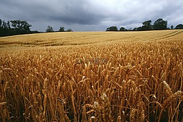 danemark,玉米,景觀