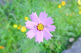 鮮花,植物,綠色