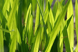 草,紋理,背景