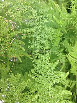 蕨類,綠色,廠