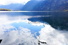 湖,鵝,天鵝