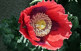 花,罂粟花园,红色
