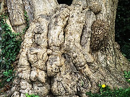 飛機(jī),樹,日志