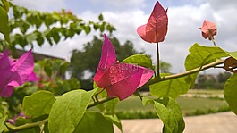 粉紅色,花,自然