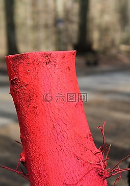 樹樁,樹,森林
