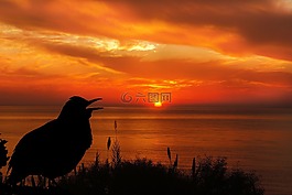 日落,鳥,黑鳥