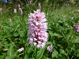 dactylorhiza,花,開花